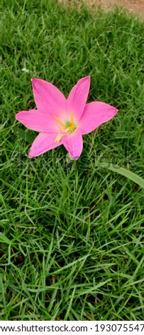 Zephyranthes minuta is a plant species very often referred to as Zephyranthes grandiflora, including in Flora of North America.