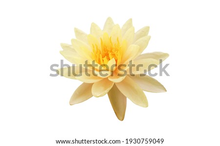 Blooming lotus with white petals and yellow stamens isolated on white background, summer flowers.
