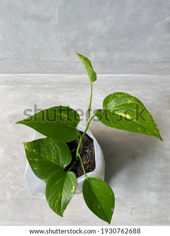 Early growth of Epipremnum aureum (family Araceae) in reused transparent plastic as pot, grey background. Plant known as golden pothos, money plant, or devil's ivy. Home gardening, 3R green concept.