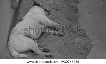 dog sand pet cute sleeping white relax