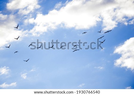 Bird flying in the sky background, cloudy sky and blue color