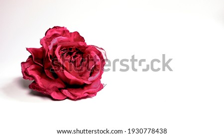 Red rose on white background , shot in shallow depth of field. Valentines or anniversary background.