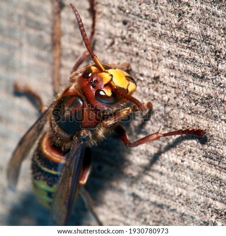 European Hornet (Vespa crabro), close-up. The European Hornet is the largest eusocial wasp native to Europe. European hornet on the old wood.