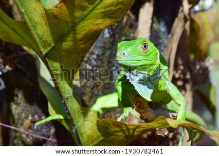 Young female green iguana, 1 month old.