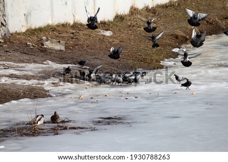 ducks and pigeons on a frozen lake