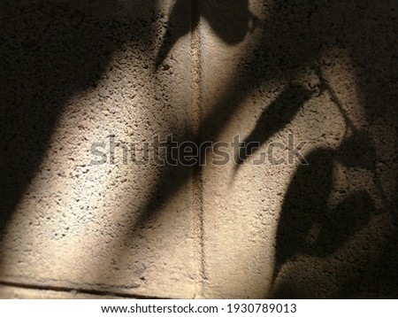Ivy, tree branches shadow on cement wall, sunlight.