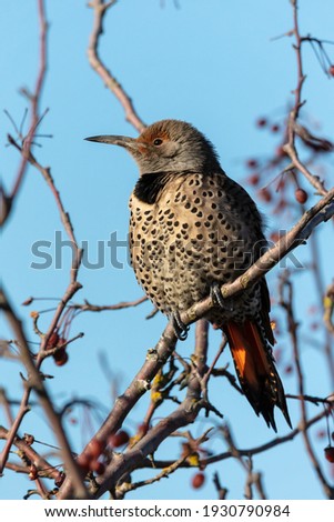 Red Shafted Female Northern Flicker