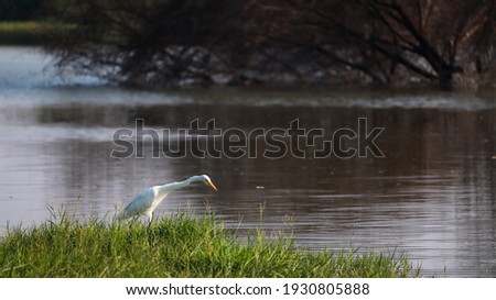 A Curious and Elegant White swan is eyeing to catch a prey in marsh land.