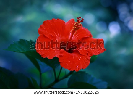Red Hibiscus Flower with bokeh background