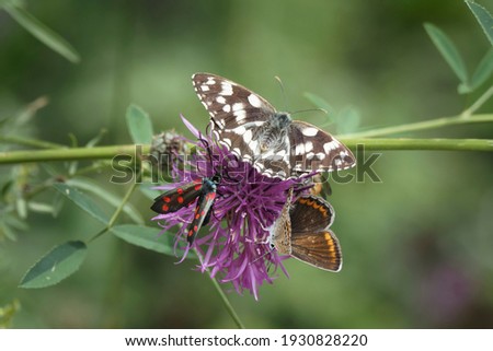 A nice picture of common blue butterfly, marbled white and burnet spec. , an intresting photo