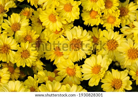 yellow flower of chrysanthemum with nature