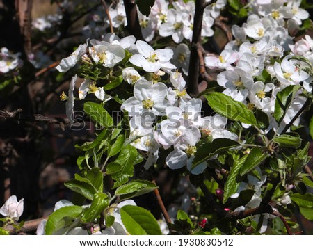 lovely white flowers on cherry branches