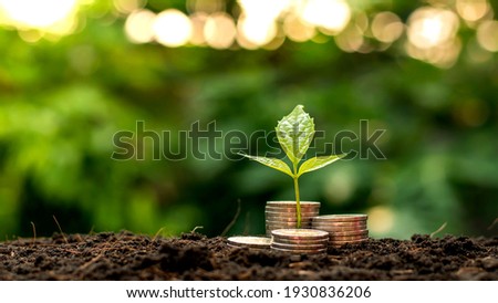 A seedling growing on a pile of coins has a natural backdrop, blurry green, money-saving ideas, and economic growth. Royalty-Free Stock Photo #1930836206