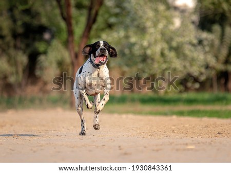 The Pointer, sometimes called the English Pointer, is a medium-sized breed of pointing dog developed in England. Royalty-Free Stock Photo #1930843361