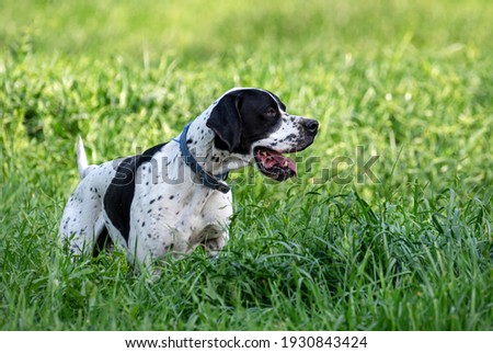 The Pointer, sometimes called the English Pointer, is a medium-sized breed of pointing dog developed in England. Royalty-Free Stock Photo #1930843424