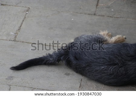 Dog sleeping in the ground