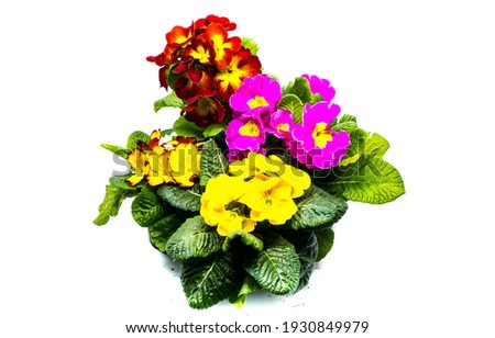 Potted Primroses isolated on white
