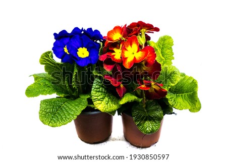 Blue and Red Primroses in Flowerpots 
