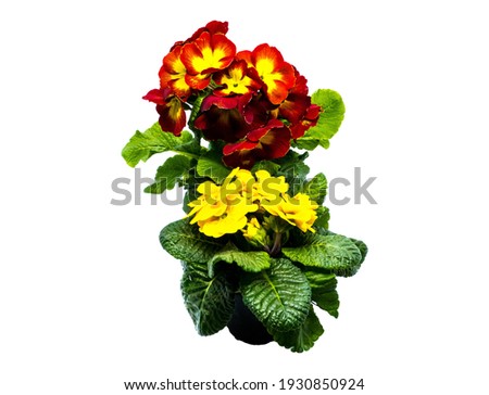 Potted Primroses on white Background 