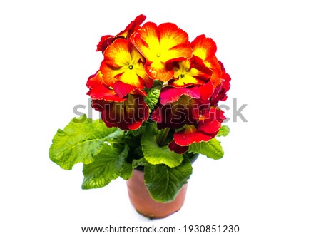 Red Primrose in Flowerpot isolated