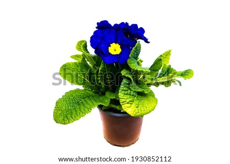 Blue potted Primrose on white Background