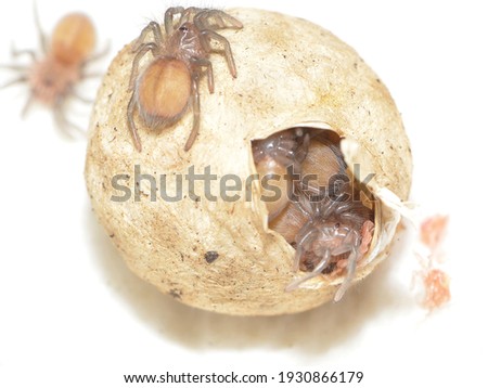 Closeup picture of an egg sac with offspring in the larval stage of the cobalt blue earth tiger tarantula Haplopelma (Cyriopagopus) lividum [Theraphosidae: Ornithoctoninae]  from Thailand and Myanmar.