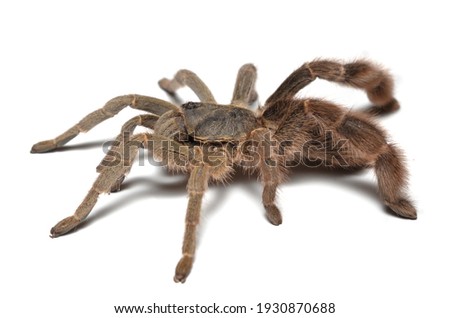 Closeup picture of the Stout Leg Baboon Spider tarantula Eucratoscelus pachypus [Araneae: Theraphosidae: Harpactirinae] from Tanzania, photographed on white background.