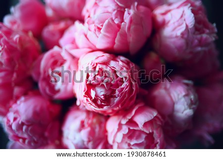 bouquet of pink peonies, spring gift, romantic delicate flowers background, summer look