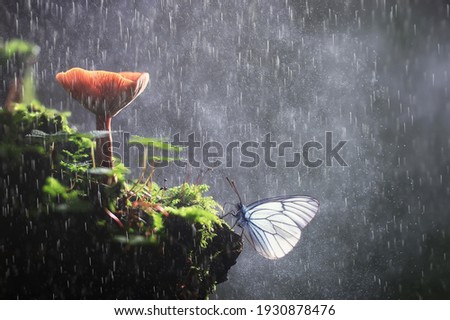 butterfly on mushroom in the forest, magic picture macro photo, seasonal landscape spring in the park