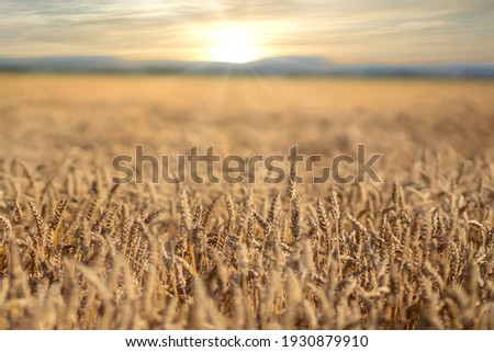 Scene of sunset or sunrise on the field with young rye or wheat in the summer with a cloudy sky background. Landscape Royalty-Free Stock Photo #1930879910