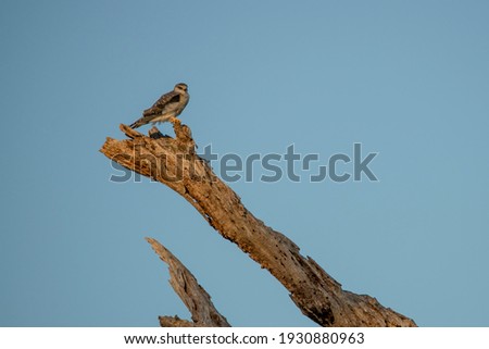 Black Shouldered kite sitting on a tree