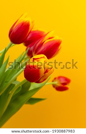Bouquet of yellow - red tulips on a yellow background with copy space. Floral background. Mother's day, womens day greeting card.