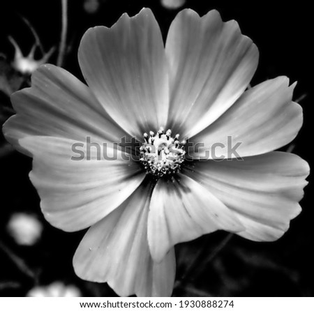 Beautiful cosmos flower in black and white