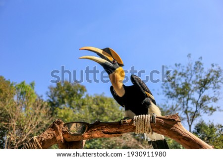 Great-headed hornbill (Buceros bicornis) at the Zoo of Ubon Ratchathani, Thailand