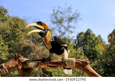 Great-headed hornbill (Buceros bicornis) at the Zoo of Ubon Ratchathani, Thailand