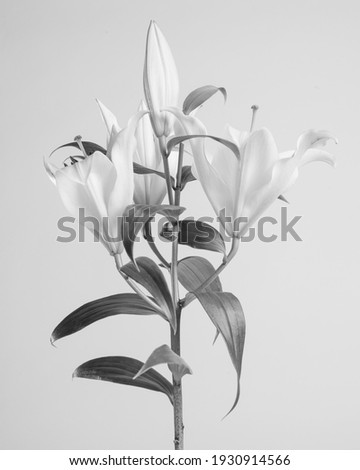 Fotografía de flores en blanco y negro.