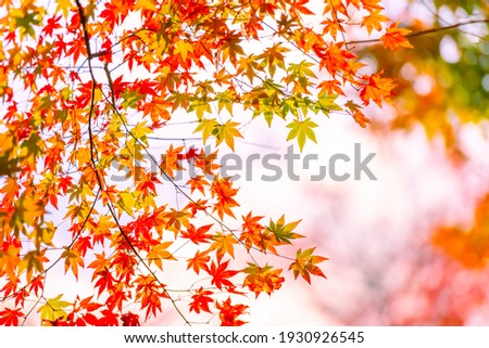 Beautiful autumn leaves that turned red in autumn in Japan