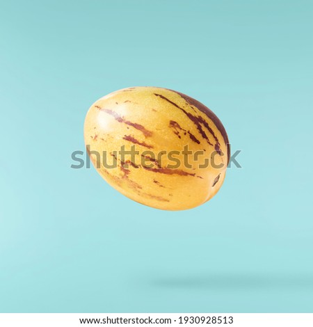 Fresh raw pepino dulce or sweet cucumber falling in the air isolated on turquoise background. Food levitation concept. High resolution image