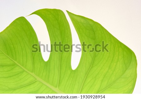 beautiful fresh green monstera leaves macro close-up image