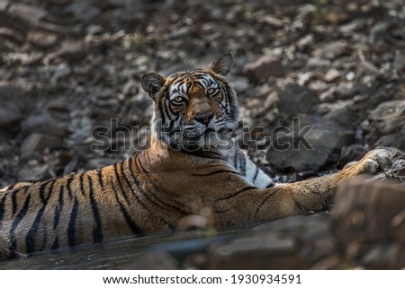 Panthera Tigris in her natural habitat at a waterhole in Ranthambore National Park, India