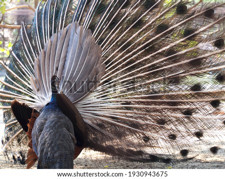 The back of a male peacock dancing expensive tail
