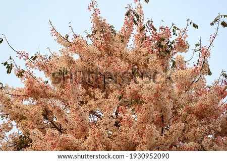 Pink flowers are called Cassia bakeriana: Cassia Maa or the Thai name is Kanlapapruek. Popularly grown in tourist attractions. Pink flowers in full bloom, trees on a bright sky background. Royalty-Free Stock Photo #1930952090