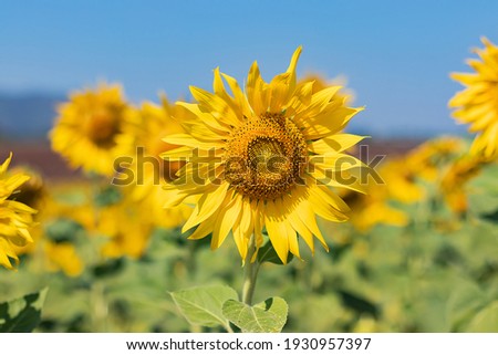 Beautiful yellow sunflower field close up landscape nature scene background.