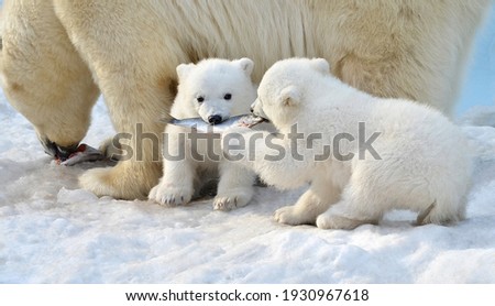 Polar bear cubs eat fish Royalty-Free Stock Photo #1930967618