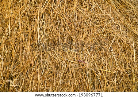 textured of dried rice straws for background. Royalty-Free Stock Photo #1930967771