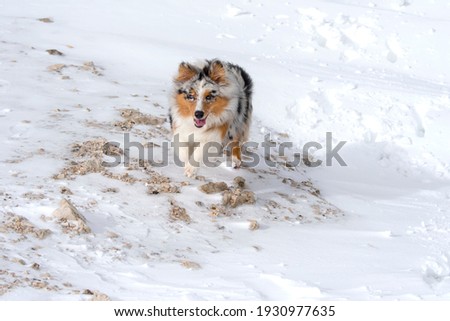 blue merle Australian shepherd dog runs on snow in Sass Pordoi in Trentino Alto Adige in Italy