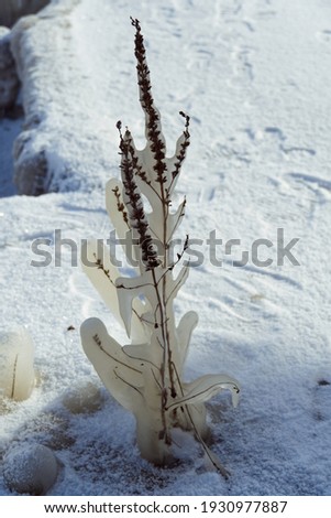 Macro shot of a plant covered with ice