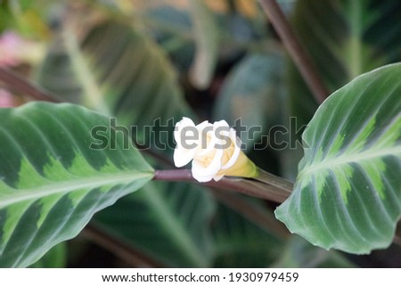 Calathea warscewiczii flower close-up background