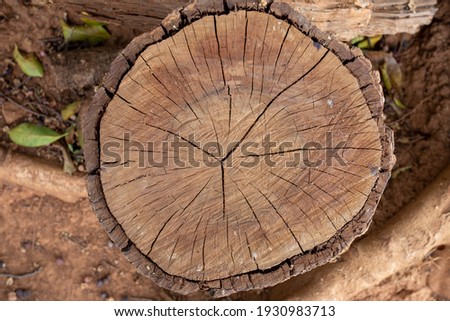 Logs that have been cut to work have thick bark. Royalty-Free Stock Photo #1930983713