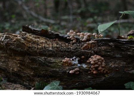 Beautifil mushrooms in an autumn forest